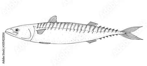 Atlantic mackerel. Hand drawn realistic illustration.