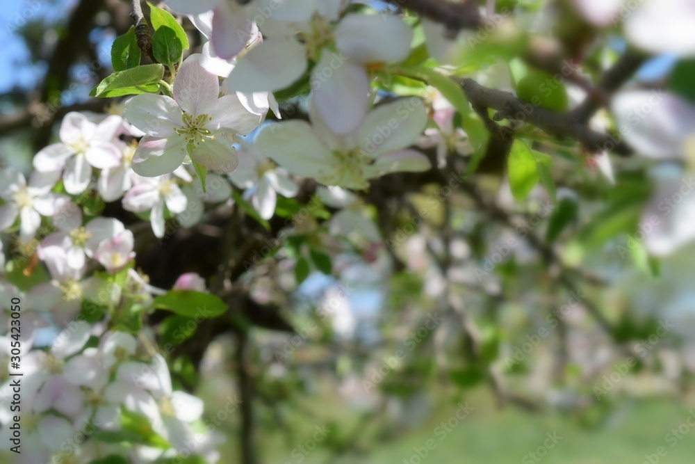 Fruit tree blossoms in the garden, floral background for writing notes on Fruit tree blossoms in the garden, floral background for writing notes on
