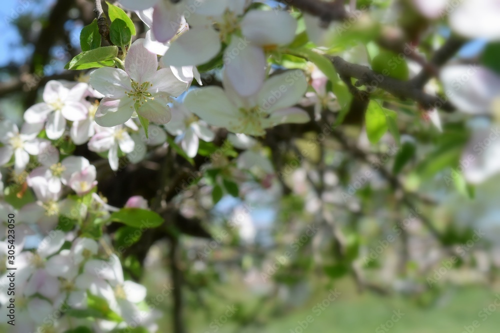  Fruit tree blossoms in the garden, floral background for writing notes on