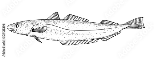 Cod fish merling. Hand drawn realistic isolated illustration.
