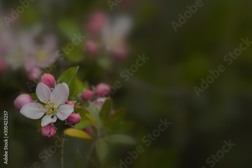  Fruit tree blossoms in the garden, floral background for writing notes on