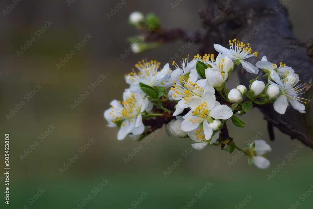  Fruit tree blossoms in the garden, floral background for writing notes on