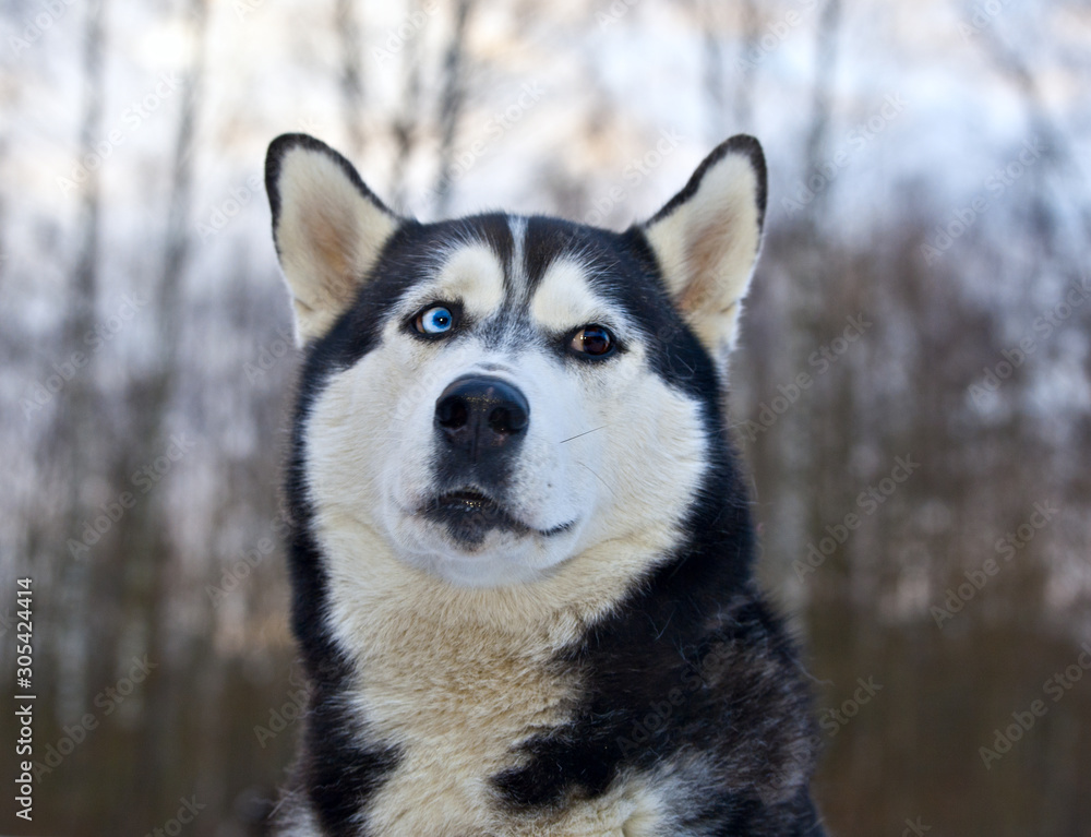 Dog breed Siberian Husky portrait on nature Dog breed Siberian Husky portrait on nature