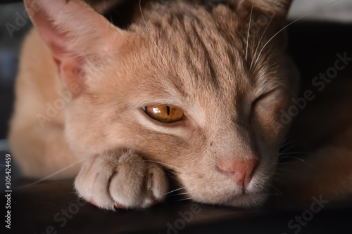 brown cat portrait