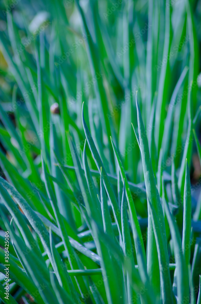 Fototapeta premium ネギ