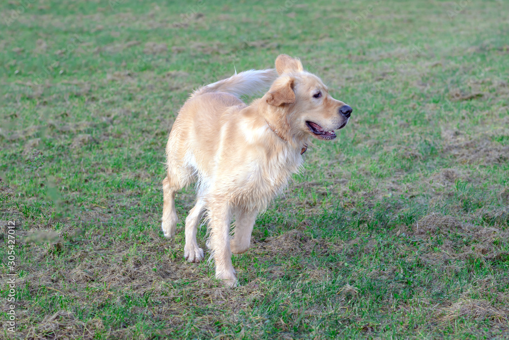 Happy golden retriver running on meadow.he plays and jumps on the grass in the evening.catches the delicious. Happy golden retriver running on meadow.he plays and jumps on the grass in the evening.catches the delicious.