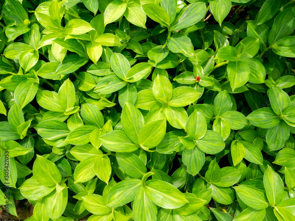 Wild Ginger Malay Ginger Growing Wild Ginger Malay Ginger Growing