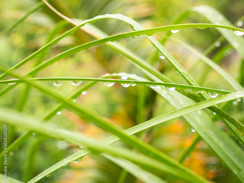 Rain Drops Perched on The Ponytail Palm Leaves Rain Drops Perched on The Ponytail Palm Leaves
