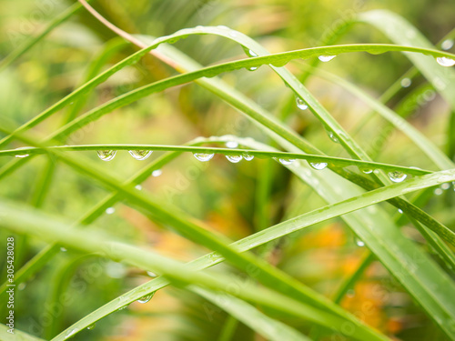 Rain Drops Perched on The Ponytail Palm Leaves