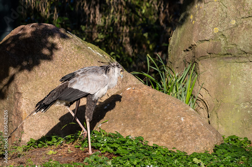 Secretary bird in the zoo