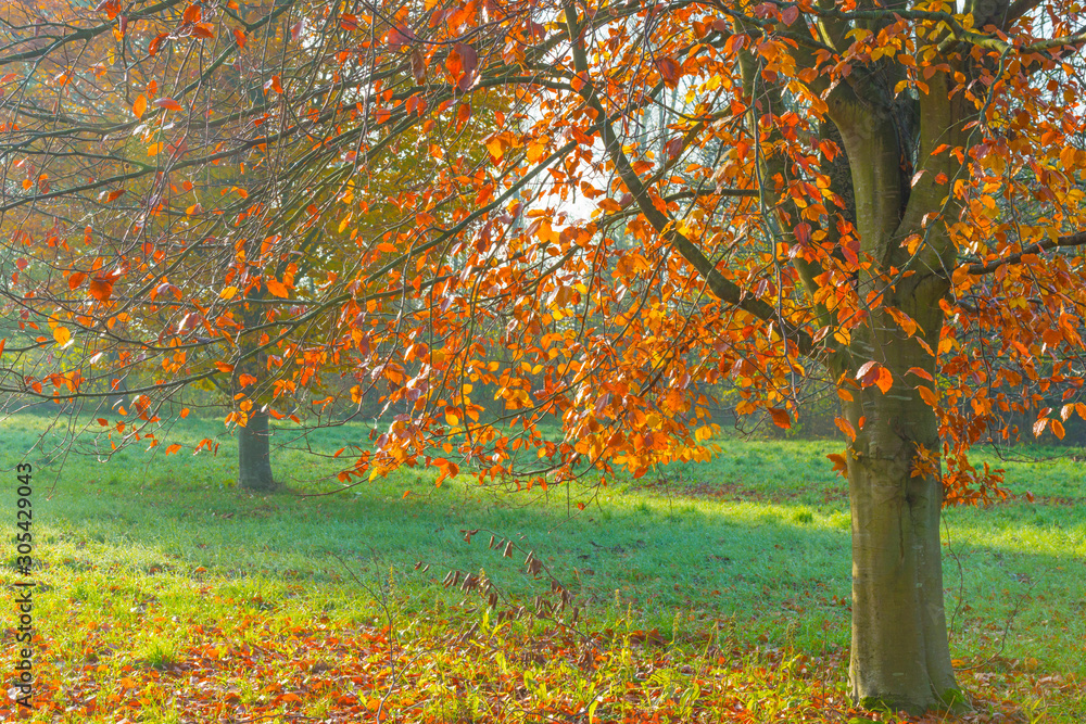 Fototapeta premium Trees in fall colors in a green grassy field in sunlight in autumn