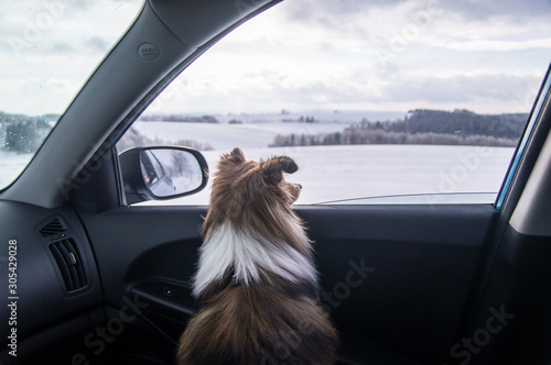 Portrait of sheltie dog