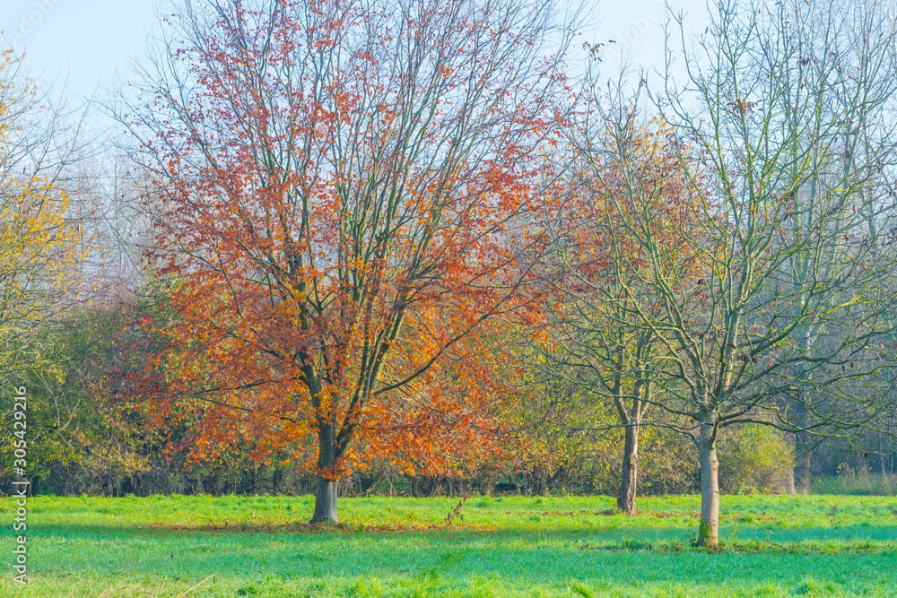 Trees in fall colors in a green grassy field in sunlight in autumn