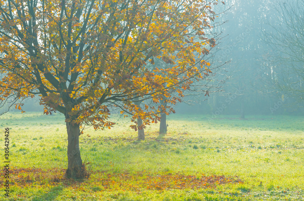 Trees in fall colors in a green grassy field in sunlight in autumn Trees in fall colors in a green grassy field in sunlight in autumn
