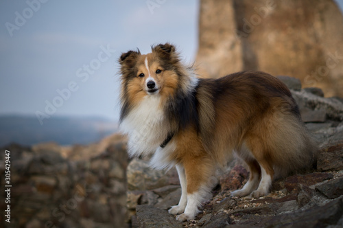 Fototapeta Naklejka Na Ścianę i Meble -  Portrait of sheltie dog