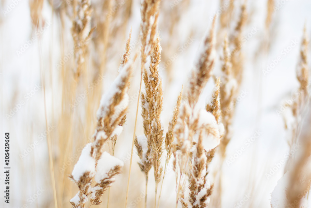 Fototapeta premium Golden cane strewn with white soft snow in winter on the river bank close up