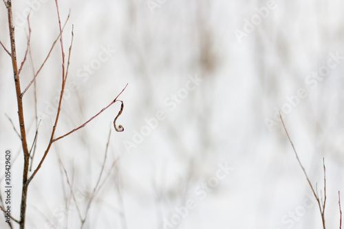 the last dry autumn leaf on a branch in a winter snow park