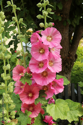 Common hollyhock (Alcea rosea) is an ornamental plant in the Malvaceae family.  Blooming pink plants.