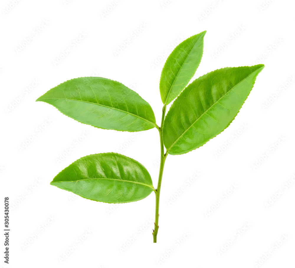 Green tea leaf on white background Green tea leaf on white background
