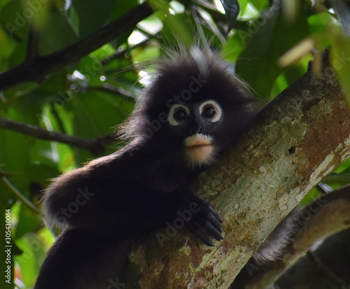 Cute langur monkey in a tree looking at the camera