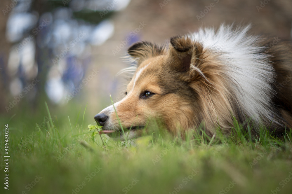 Portrait of sheltie dog