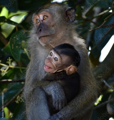 Mother macaque monkey holding her baby in the jungle