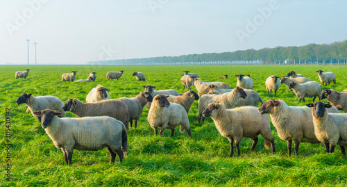 Herd of sheep in a green grassy meadow below a clear sky in sunlight at fall