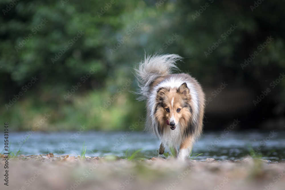 Naklejka premium Dog at the river