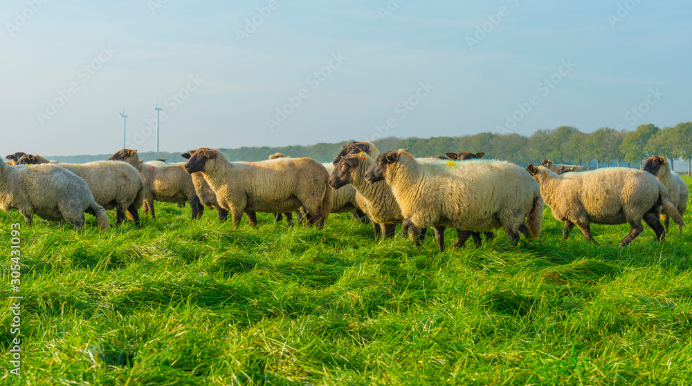 Herd of sheep in a green grassy meadow below a clear sky in sunlight at fall Herd of sheep in a green grassy meadow below a clear sky in sunlight at fall