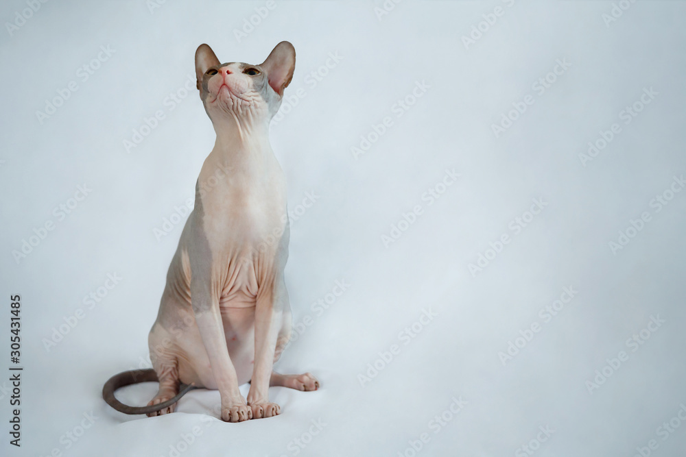 Sphynx cat sitting on a white background