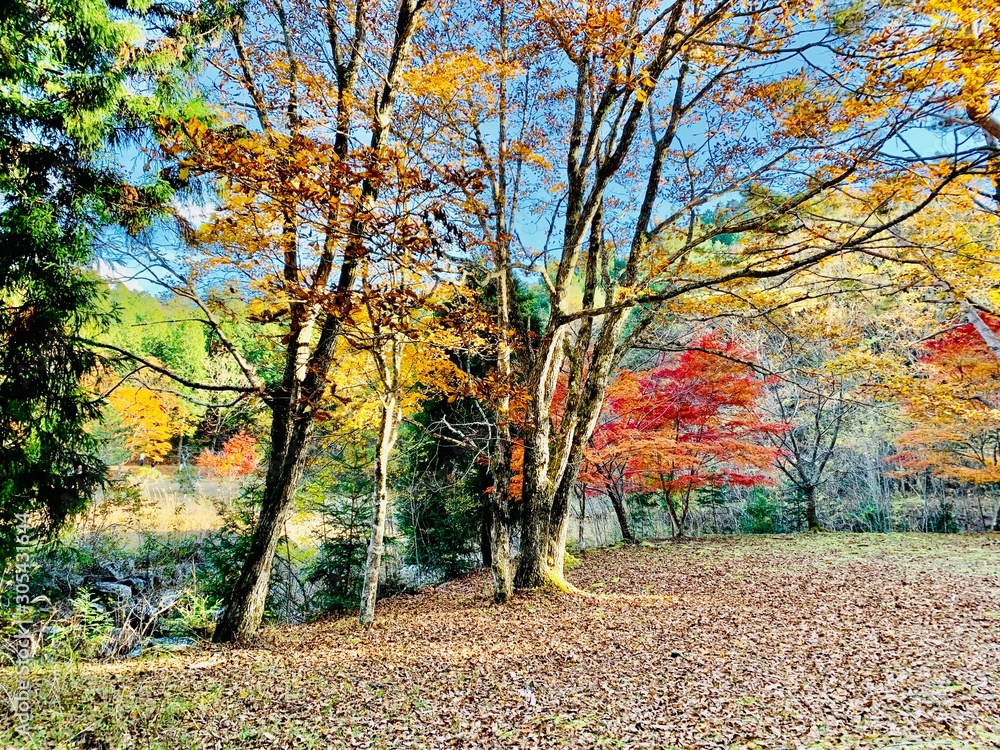 Naklejka premium autumn in the park