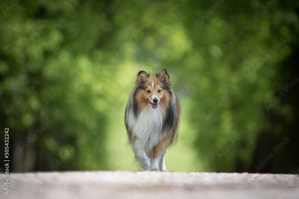 Portrait of sheltie dog