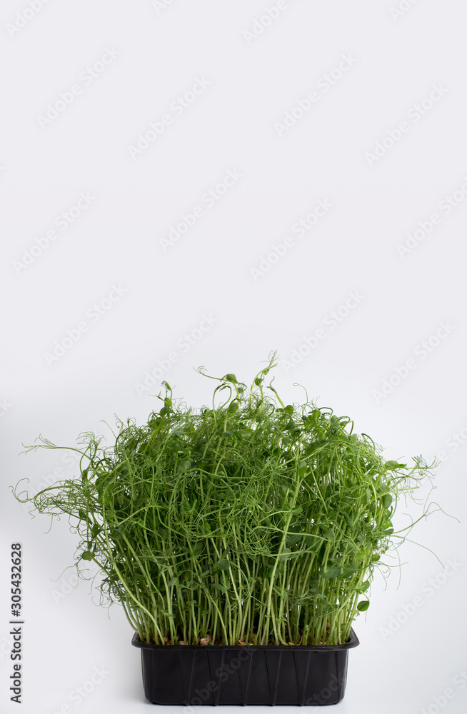 Microgreen seeds in black plastic pot isolated on white Microgreen seeds in black plastic pot isolated on white