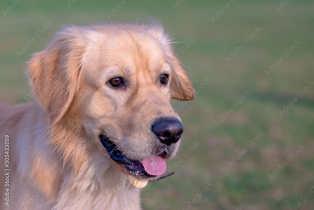 Portrait of a golden retriever.Head shot of Golden Retriever looking confused, smart, funny,interested.Close up.