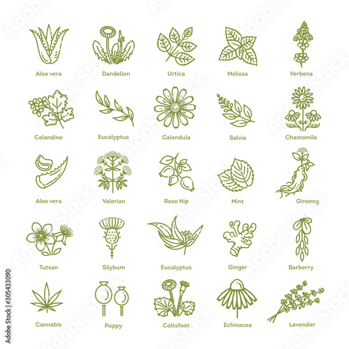 Herbs collection. Medical healthy herbs and flowers
