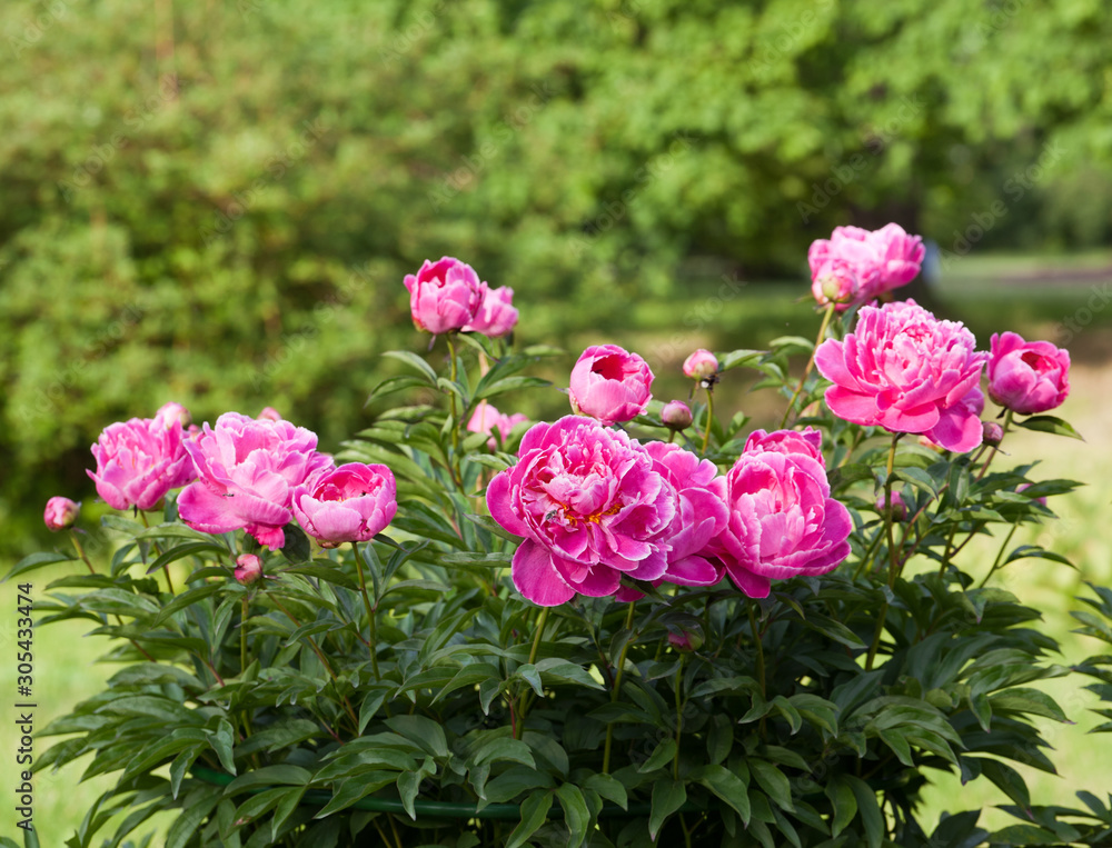 Shrub pink peonies in the garden Shrub pink peonies in the garden