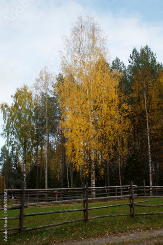 autumn forest with yellow birch leaves