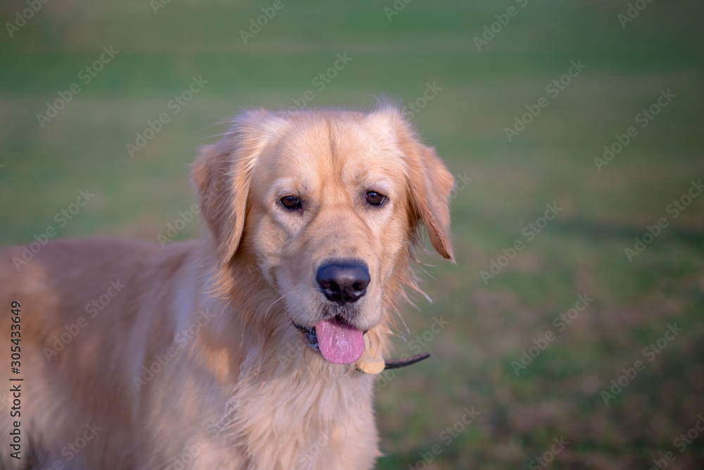 Portrait of a golden retriever.Head shot of Golden Retriever looking confused, smart, funny,interested.Close up.