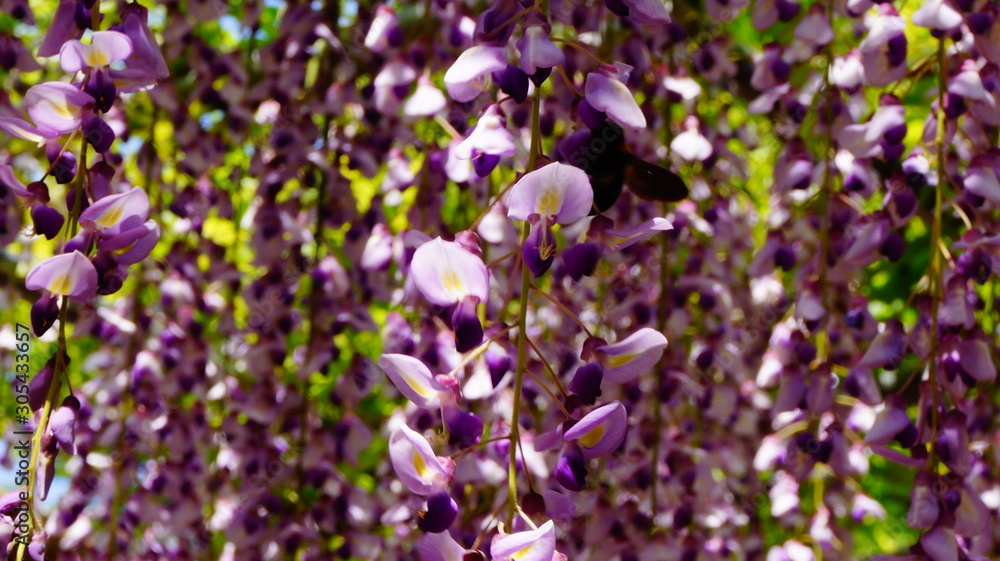 Fototapeta premium 藤の花