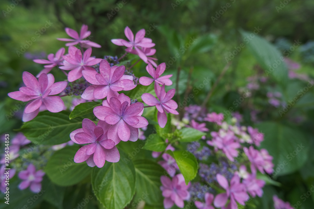 谷厳寺の紫陽花
