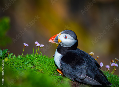 Puffin on Saltee Island, Ireland. With Blurred Background and Copy Space © MJ