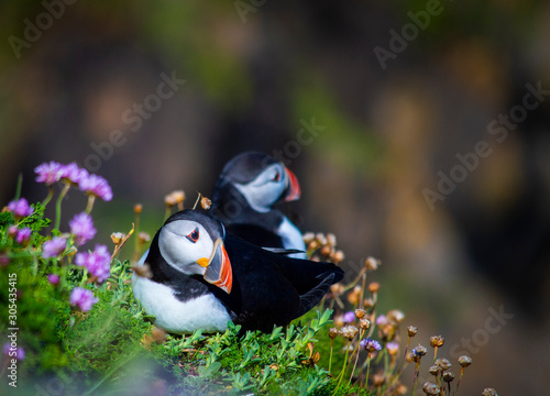 Pair of Puffins on Saltee Island, Ireland. With Blurred Background and Copy Space