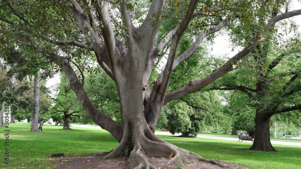 Slow motion pan around large fig tree trunk in a park. Melbourne, AUstralia Slow motion pan around large fig tree trunk in a park. Melbourne, AUstralia