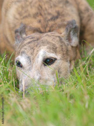 Beautiful Greyhound photo