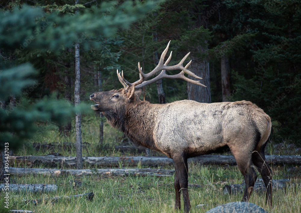 Largest Elk with horns bugling herd in forest Largest Elk with horns bugling herd in forest