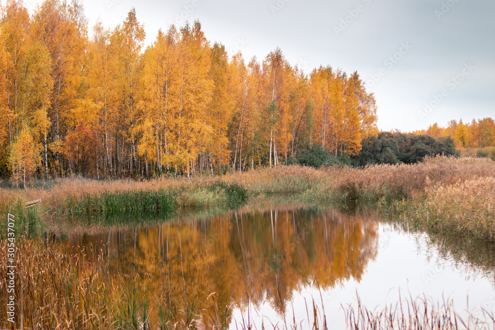 Trees near the pond in autumn Trees near the pond in autumn