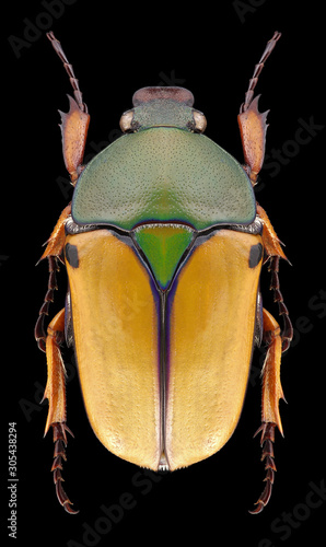 Beetle Eudicella euthalia bertherandi on a black background photo