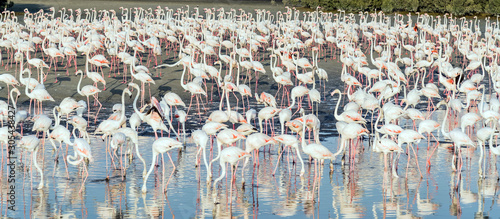 Caribbean pink flamingo at Ras al Khor Wildlife Sanctuary, a wetland reserve in Dubai, United Arab Emirates, © Abrar