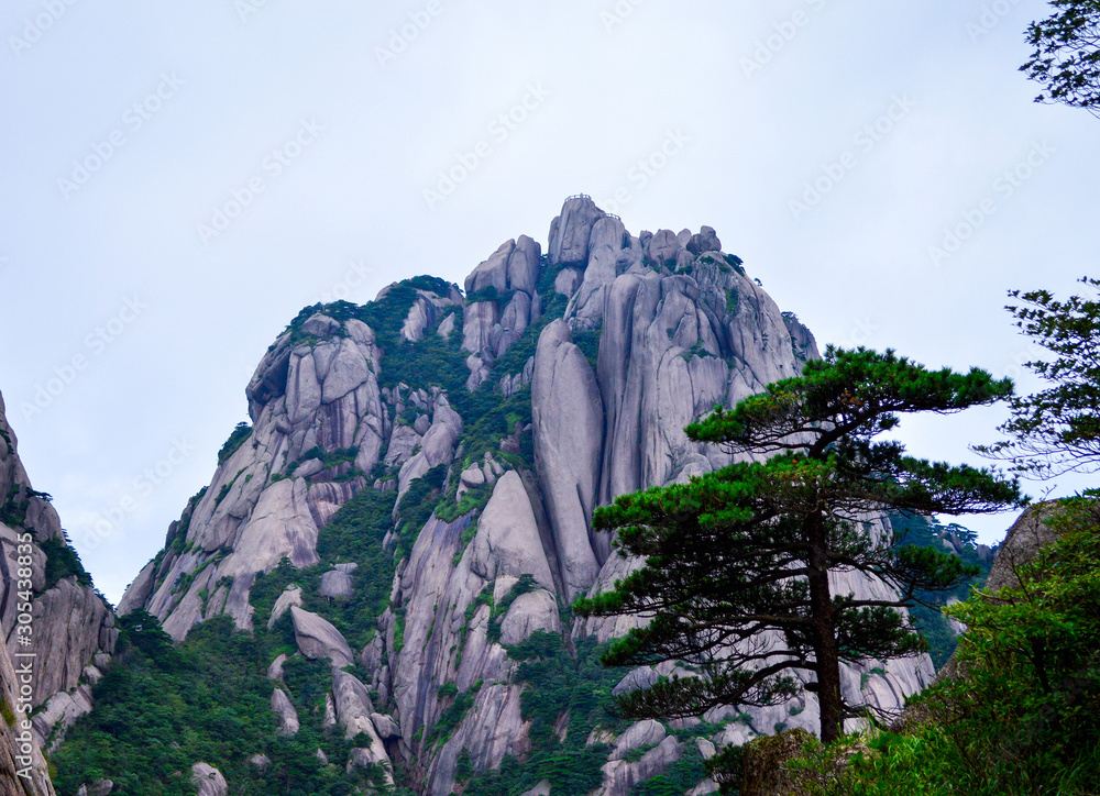Huangshan (Yellow Mountain) and Huangshan Pine from Anhui province China. Huangshan is a UNESCO World Heritage Site and one of China's major tourist destinations.