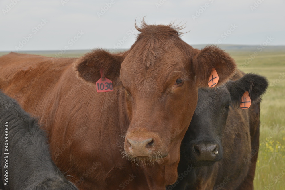 Red Angus, Black Angus Cattle Heads Close Up
